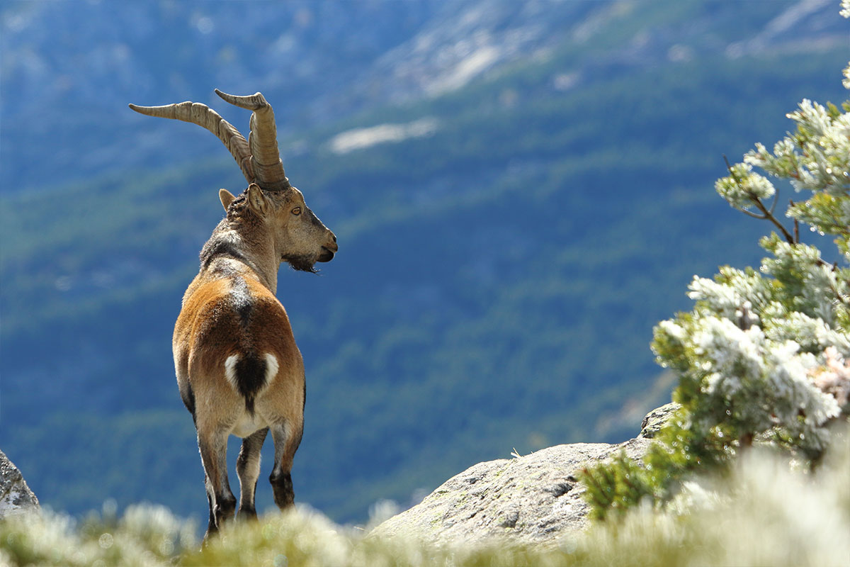 Gallery - Iberian Hunters